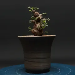 センナ メリディオナリス "Senna meridionalis" 管理2761のサムネイル