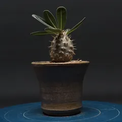 パキポディウム グラキリス "Pachypodium Gracilius" 管理2764のサムネイル