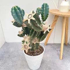 柱サボテン　ブランチ　3【現品】観葉植物　室内　ドライガーデン　大型のサムネイル