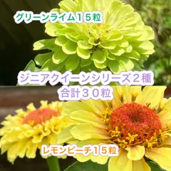 ジニアクイーンシリーズ2種合計３０粒　グリーンライム１５粒＊レモンピーチ１５粒 ジニアクイーンシリーズ2種合計30粒 グリーンライム15粒＊レモン