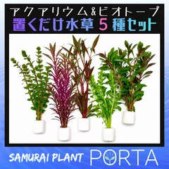 無農薬 置くだけ 水草 ５種セット マルチリングホワイト 品種ランダムのサムネイル