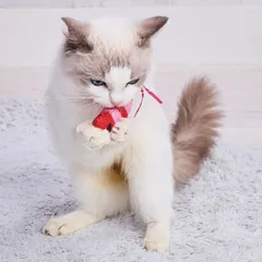 ペティオ (Petio) 猫用おもちゃ ワイルドマウス チュ～チュ～NOISYパニック エビ のサムネイル
