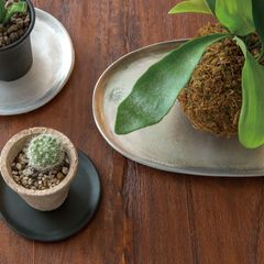 観葉植物 フィロデンドロン バールマルクス 斑入り 5号ポット(現品