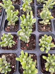 新入荷　40株の抜き苗セット　マネーツリーバリエゲイティッド　多肉植物　佐川急便発送　エケベリア　セダム　韓国苗　Z6689のサムネイル