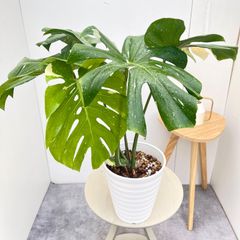 根上がり モンステラ 天然苔盆栽仕立て 陶器鉢 植え込み発送 - メルカリ