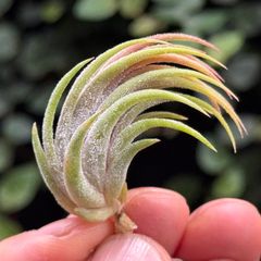 ティランジア ボブホルムズジュエル Tillandsia - メルカリ