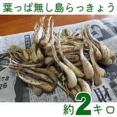 コタコタママ様専用 鳥取県産 砂丘らっきょう10kg - メルカリ