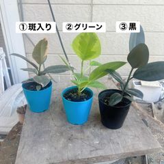 【手渡し限定・渋谷区】観葉植物 フィカス 約190cm 大型 新芽多数 観葉植物 【手渡し限定・渋谷区】観葉植物 フィカス 約190cm 大型 新芽多数