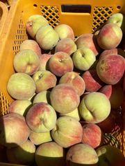 硬い桃 5kg クール便 送料無料 - メルカリ
