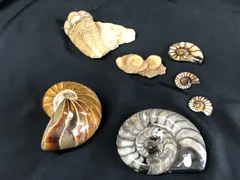 AMMONITE・ノーチラス　BOX/Morocco産・マダガスカル産のサムネイル