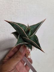ギムノカリキウム☆トゲ無し綴化 大特価！③ - メルカリ