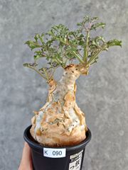 現品限り】コピアポア・コルムナアルバ孤竜丸 抜き苗 実生【H36