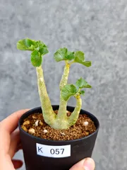 現品限り】ドルステニア・ジプソフィラ 実生【K57】 Dorstenia