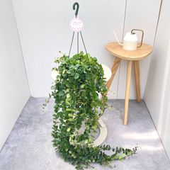 もりもり エスキナンシス タイピンク 5号 吊り鉢 843 - メルカリ