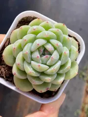 観葉植物 新入荷 Z3538 セッカジェニー 32鉢 土鉢づき エケベリア