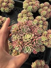 Top【選抜株】多肉植物　362147スノー ワーブラー　70個　鉢無し/脱土 Top【選抜株】多肉植物 362147スノー ワーブラー 70個 鉢無し/脱土