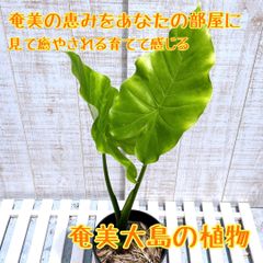 クワズイモ 抜き苗 特大株 アロカシア - メルカリ