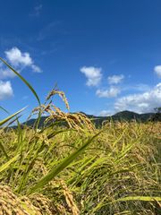 農家直送 農薬不使用 10キロ 令和7年産 ちほみのり 黒米300gおまけ