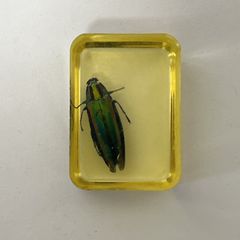 タマムシ レジン封入標本 ヤマトタマムシ - メルカリ