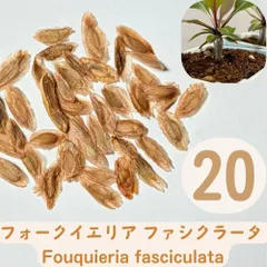 P*N様 26/6月新入荷種子50粒■フォークイエリア ファシクラータ 人工栽培 2026年最新】フォークイエリア ファシクラータの人気アイテム - メルカリ