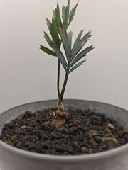 ◇サイカス デソラータ デソラタ 実生苗！◇Cycas desolata 希少ブルー