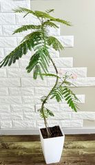 エバーフレッシュ 曲がり　螺旋状　観葉植物 鉢植え らくらくメルカリ便 現品】エバーフレッシュ 螺旋状曲がり樹形 7号鉢 観葉植物 - メルカリ