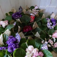 希少♡ラビシア♡レッドベイン♡熱帯植物♡ 希少♡ラビシア♡レッドベイン♡熱帯植物♡ - メルカリ