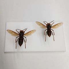 スズメバチの巣 初期 とっくり型 クロスズメバチ標本 セット - メルカリ