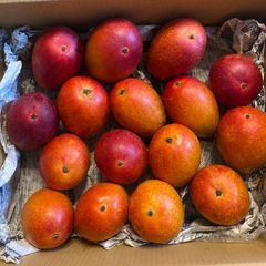 訳あり宮崎完熟マンゴー 11玉約3.5kg- メルカリ