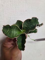ギムノカリキウム☆トゲ無し綴化 大特価！③ - メルカリ