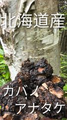 北海道産  カバノアナタケ!! 100g〜1,000ｇ
