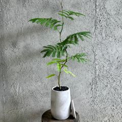 根上がり フィロデンドロン セローム 8号 テラコッタ鉢植え ホワイト