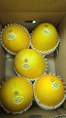 地域によって値引き】夕張メロン個選品5玉 1玉約1.6kg※掲載は九州価格