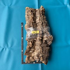 奄美大島産】希少 極上松肌 親株ストック株 古木蘇鉄 全長82センチ