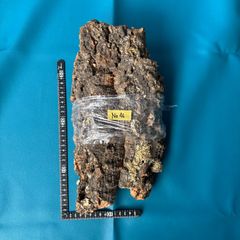 P. willinckii ' Masayu'【TC】 ビカクシダ - メルカリ