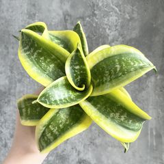 S13493【SS級超希少 !!】白斑入り サンスベリア ブルー クローン S13493【SS級超希少 !!】白斑入り サンスベリア ブルー クローン