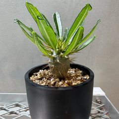 ミニサイズ】キフォステンマ モンタグナッキー 現地球現地球 - メルカリ