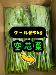 苗 空芯菜5キロ