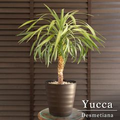 盆栽 エバーフレッシュ 曲がり仕立て 5号陶器鉢 Ever fresh BONSAI