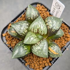 ハオルチア コンプト×ツタンカーメン HYBRID 実生苗 のカキコ - メルカリ