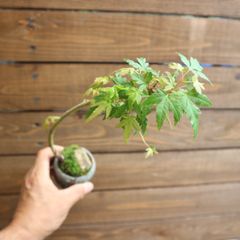 B216 有明もみじ 希少 有明紅葉 盆栽 - メルカリ