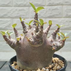 bk30 アデニウム ドーセットホーン 獅子葉 塊根植物 アラビカム - メルカリ