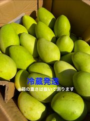 ベトナム産グリーンマンゴー10〜10.1kg冷蔵発送 ベトナム産グリーンマンゴー10〜10.1kg冷蔵発送 - メルカリ