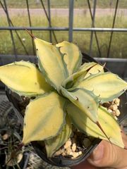 Opuntia gomei 'Old Mexico' オプンチア ゴメイ オールドメキシコ