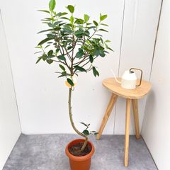 ♪フランスゴム曲がり♪8号直径約24㎝ 鉢底から葉先まで約113㎝ ♪フランスゴム 曲がり♪8号鉢直径約24㎝ 鉢底から葉先まで約113
