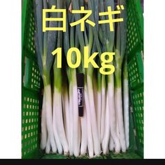 農家さん向け　八ヶ岳高原産　九条太ネギ干し苗　800本 農家さん向け 八ヶ岳高原産 九条太ネギ干し苗 800本 - メルカリ