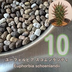 3月入荷 3粒 ボスウェリア・オクルタ Boswellia occulta 種子 - メルカリ