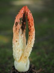 산코타케