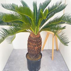 現品］【希少】2番 キンカン ソテツ 斑入り 9号 金環 蘇轍 観葉植物