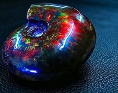【新品】    天然石（原石） 数万個の中の一個★天然マダガスカル産 ★ 両面オパールアンモナイト 化石標本超巨大90ｇ★75ｍｍ 26100396 